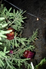 Weihnachtsbaumschmücken 2012